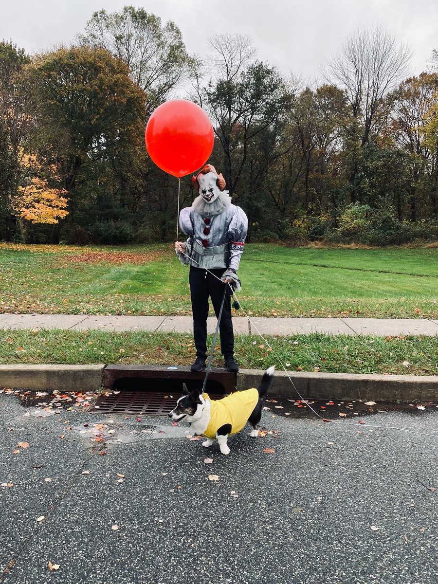 kyle_matula's tweet photo. @StephenKing Pancake says be careful not to get PANNYwised this Halloween. 🎈🎈 #corgi #pennywise #howloween #youllfloattoo https://t.co/vGZngm2Prt