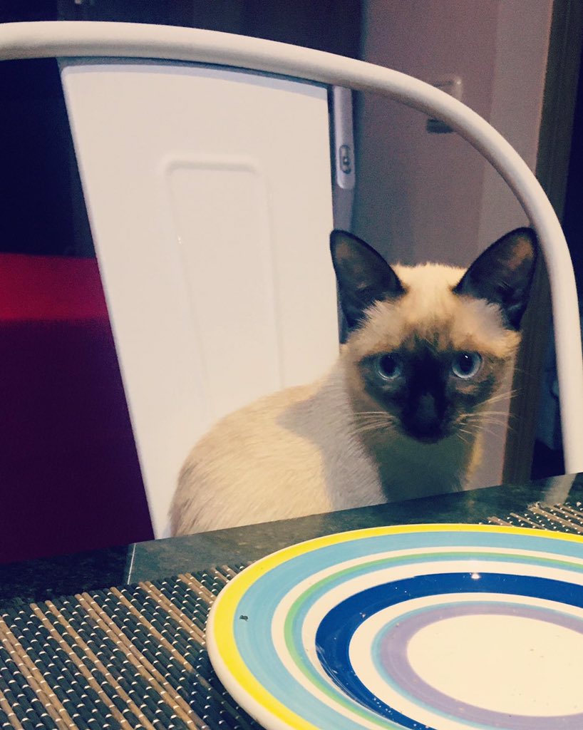 CarmenSantosQ's tweet photo. #Sonki e convivinte preparadas para cear! 🤣🤣😹😹 https://t.co/FmI0gzbF1F