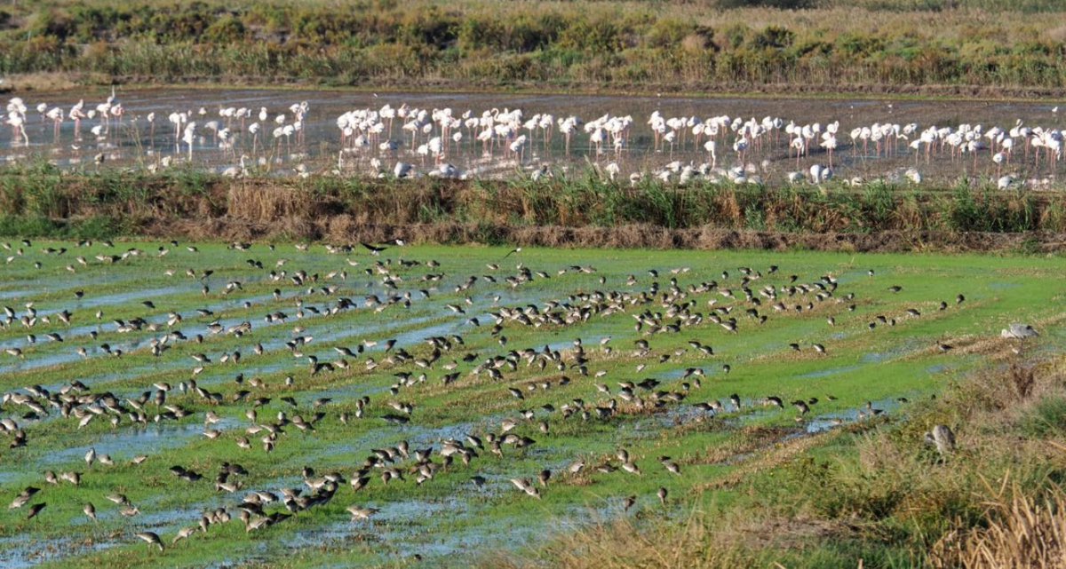 Global Flyway Network tweet media