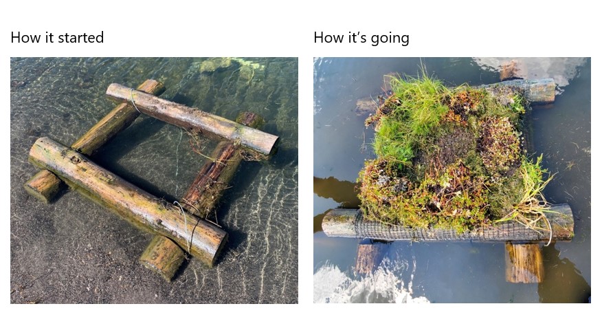 RickettsConserv's tweet photo. It takes a lot of work to build, deploy, vegetate, and maintain loon nest rafts! Over time, we encourage vegetation to take root and grow to mimic the loon's natural nest sites as well as minimizing our annual maintenance. #howitstartedvshowitsgoing  #wildlifemanagement https://t.co/O24YKQwqF4