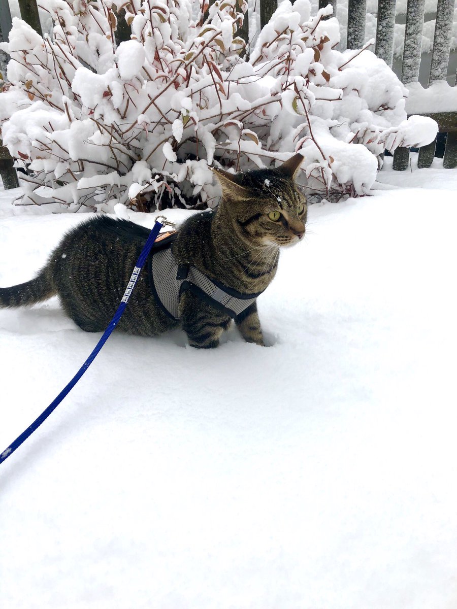 In case anyone needs a pick me up, here is my #cat Alti meeting #snow for the first time today. 😻 https://t.co/aeh5U9wQkE