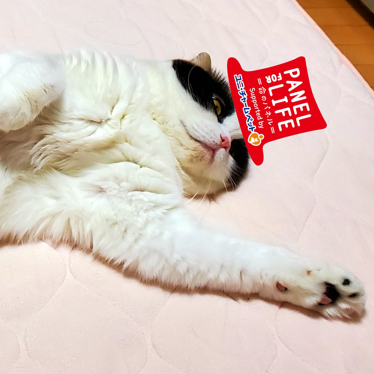 猫陛下様はお手上げというか、御開きなお姿が多い事に改めて気付かされます。
#手をあげよう #ペットにありがと2020
#猫のいる暮らし #cat #猫写真
#シマホネコダスケ https://t.co/rTVAF1utAM