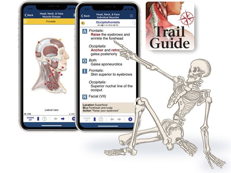 Spooktacular Halloween Savings!
AnatomyMapp Sale!!
On sale for $9.99 (regularly $14.99)
Sale runs through midnight on Halloween.
Available on GooglePlay and the App Store.
The best interactive app for learning musculoskeletal anatomy!
