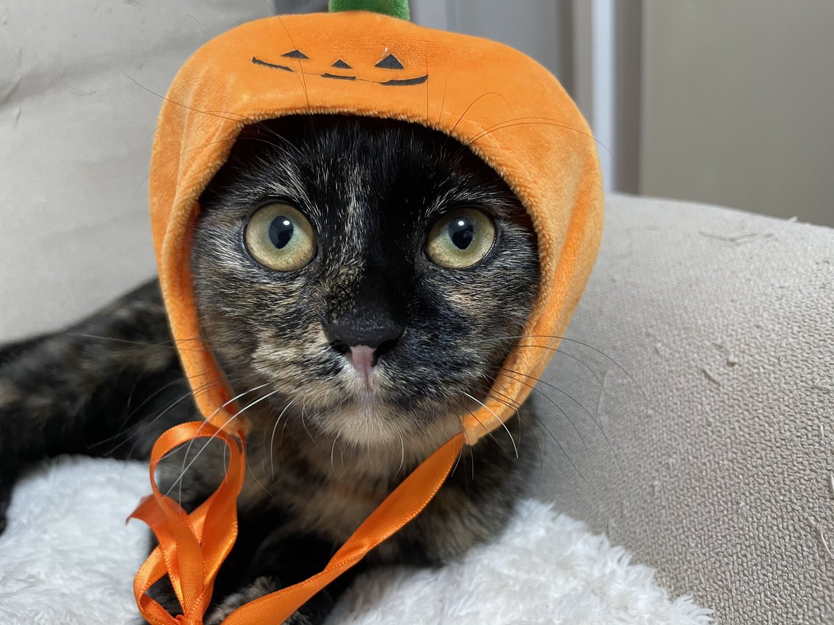 Trick or Treat❗️
ちゅーるくれなきゃイタズラしちゃうニャ😸
#さび猫 #猫 #ねこ #catstagram #cat https://t.co/6GwAcUjr8t