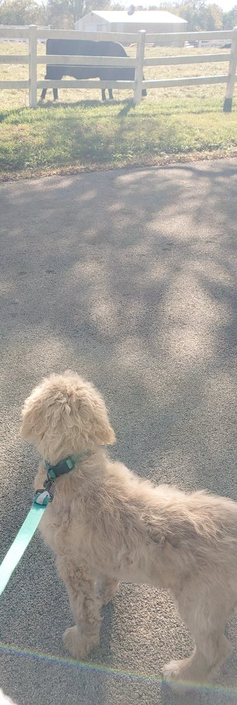 KittyCat1964's tweet photo. Ziggy's adult weight could be 98 lbs based on a calculation i found online. #damninterwebs #4mosold #25lbs
also, here's a pic from our walk w soon -to be- giant dog & a neighbor cow 🐩🐄 https://t.co/i4yxuRuglR