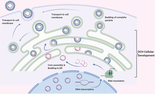 Albinovet's tweet photo. insights into the genetic diversity, recombination,& systemic infections with evidence of intracellular maturation of #hepadnavirus in cats. In addition to the liver, + immunoreactivity was found in various organs, providing evidence of systemic infection https://t.co/WoMUV0CyAx https://t.co/ktsbQeAsHF