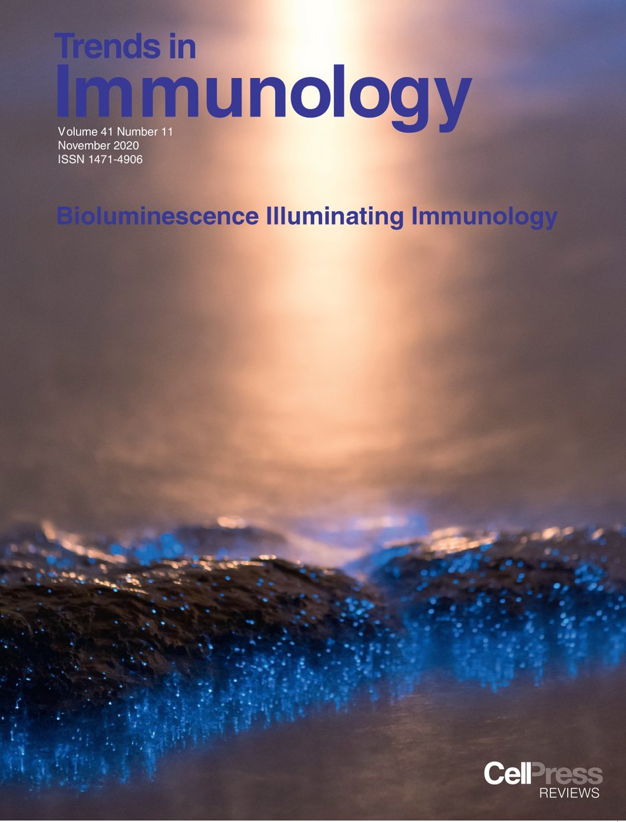 TrendsImmuno's tweet photo. New Nov issue @TrendsImmuno #epigenetics #bioluminescence & #immunity, #PD1 #cancer & #inflammation, #SARSCoV2 antibodies, #COVID19 & #complement, #thymocyte differentiation, #Bhlhe40 & #autoimmunity, #Polyamines #Kynurenines, microbes, #Treg & sensitivity https://t.co/PvpZG68hum https://t.co/KPBNXGR0Ew