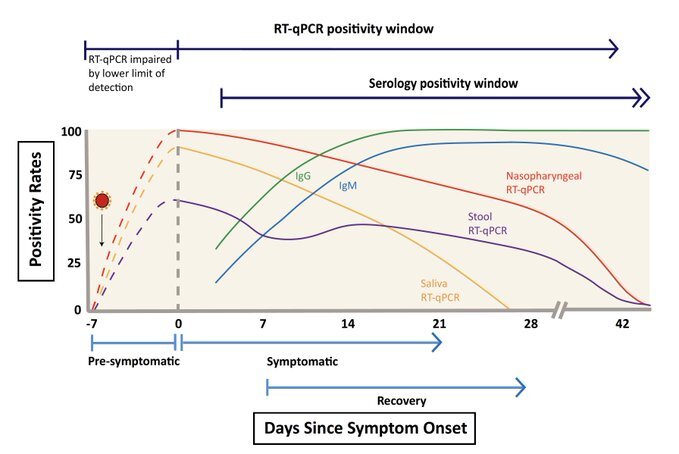 But notice, after a virus takes hold, the body can take several weeks to clear it, even though the person may no longer be contagious, hence why people can still test positive on PCR. https://www.thelancet.com/journals/laninf/article/PIIS1473-3099(20)30773-8/fulltext#supplementaryMaterial