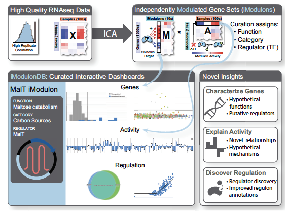 ucsd_sbrg's tweet photo. iModulonDB (https://t.co/Y7m1sVGEA2) is a new knowledgebase
of prokaryotic transcriptional regulation
computed from high-quality transcriptomic datasets
using ICA. https://t.co/yQykotiWCc @DTUBiosustain @UCSDJacobs https://t.co/SfZQSINzXv