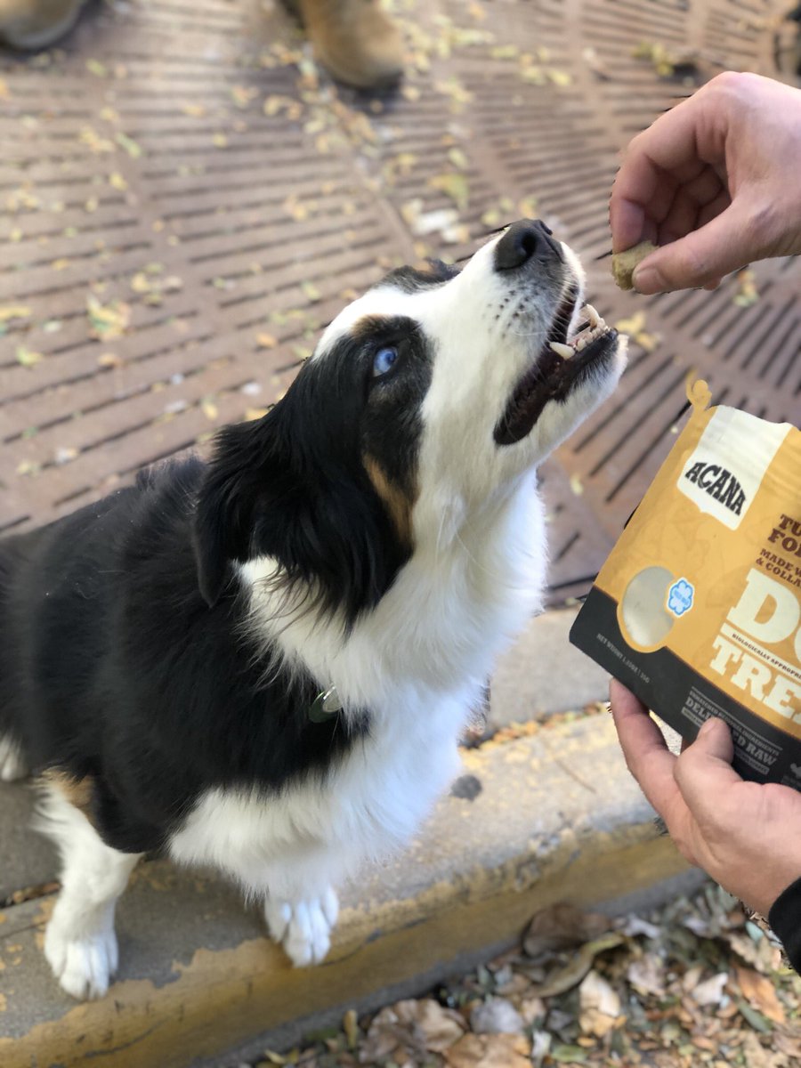 AllPetVoices's tweet photo. Treat?! Yes please!! Hanging with @ACANAPetfood for a bit at their outdoor truck. #NeighborhoodPetStoreMonth #ACANAlLovesLocal #dogsoftwitter https://t.co/VwVGgIMLYb