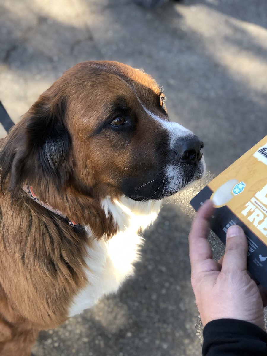 All Pet Voices (@allpetvoices) on Twitter photo Treat?! Yes please!! Hanging with <a href="/ACANAPetfood/">ACANAPetfood</a> for a bit at their outdoor truck. #NeighborhoodPetStoreMonth #ACANAlLovesLocal #dogsoftwitter Treat?! Yes please!! Hanging with <a href="/ACANAPetfood/">ACANAPetfood</a> for a bit at their outdoor truck. #NeighborhoodPetStoreMonth #ACANAlLovesLocal #dogsoftwitter
