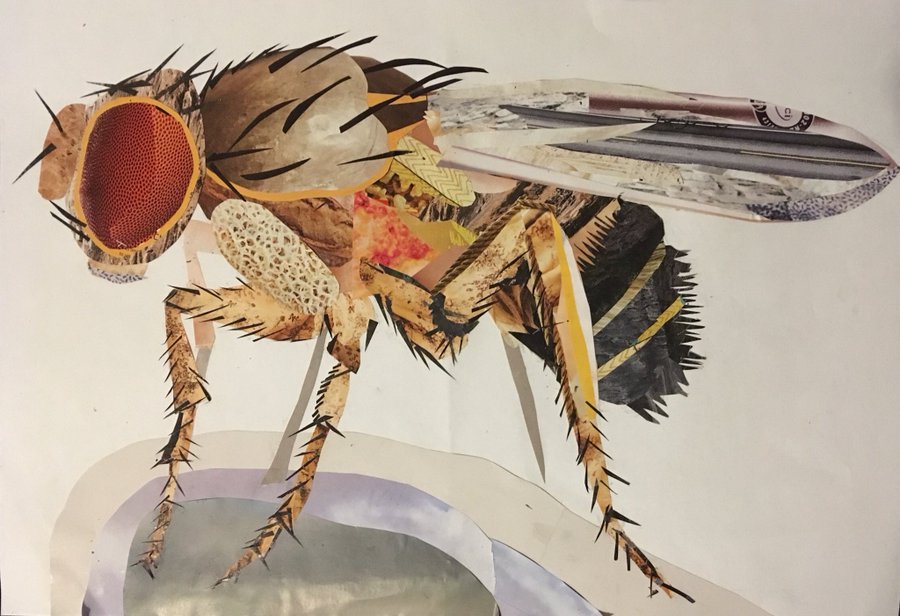 ArtBioCollab's tweet photo. 📢Call for Drosophila-themed Art! —Share your fruit fly art works using the #Dros21 +#FruitFlyArt hashtags with Genetics Society of America (@GeneticsGSA)🧬. —Share by 11/30 to be in the drawing for a free #Dros21 registration. Fruit Fly collage by @DaniedmundsDani #ArtScience https://t.co/wWLGPBpTTf