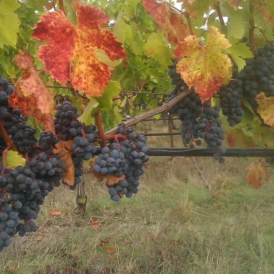 wildernessofzin's tweet photo. Slagle Creek Merlot #tbf https://t.co/FisuENIEUN