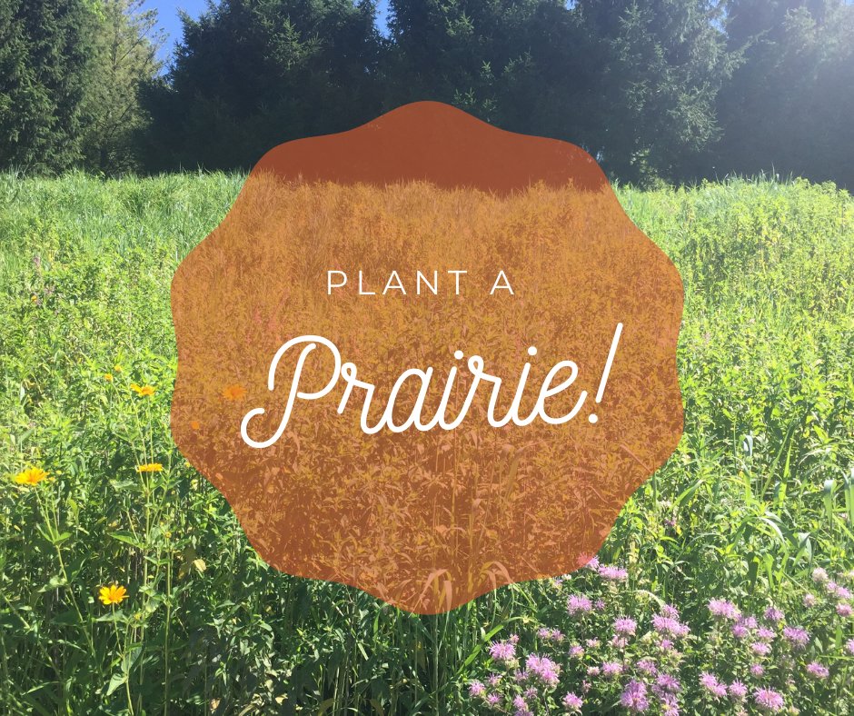 PureAirNatives's tweet photo. From standard cost-share mixes to custom native grass and wildflower seeds blends, we provide top-tier blends and customer service to landowners in Missouri &amp; throughout the Heartland. 

Request a quote or order your seed mixes 👉 https://t.co/eeTAW4Dq7H https://t.co/pCbapsG6OR