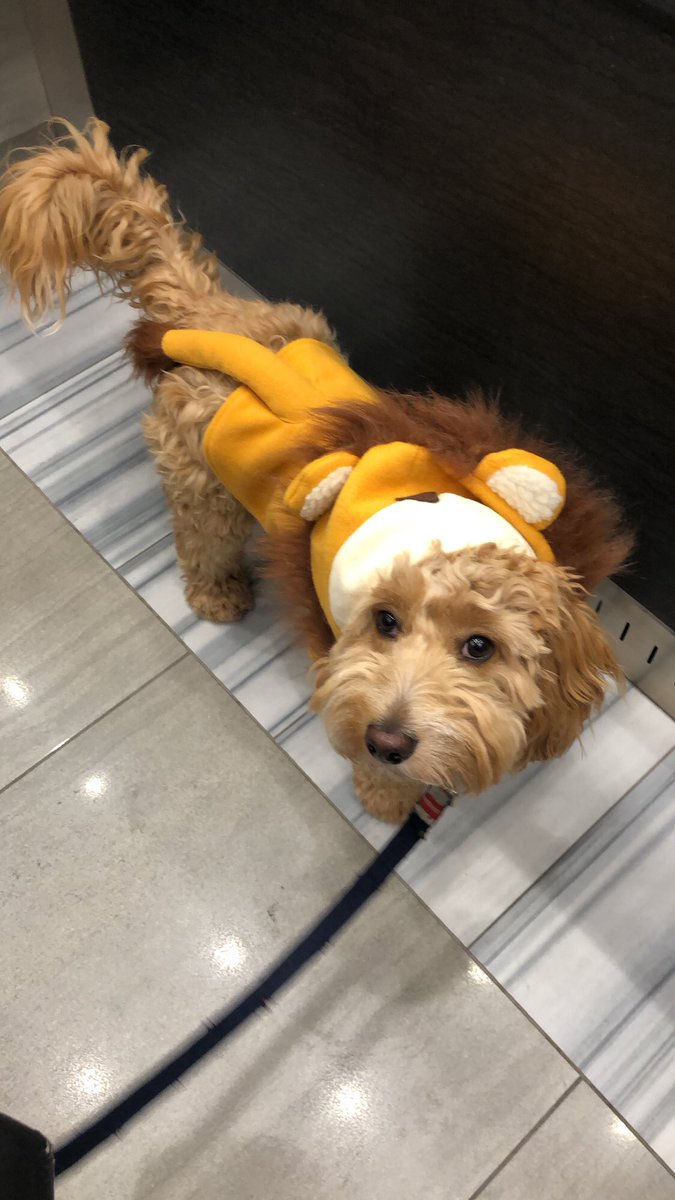 Hey <a href="/StJeromeCES/">St. Jerome CES</a> do you need a lion mascot? Here’s Leo the Lion!
