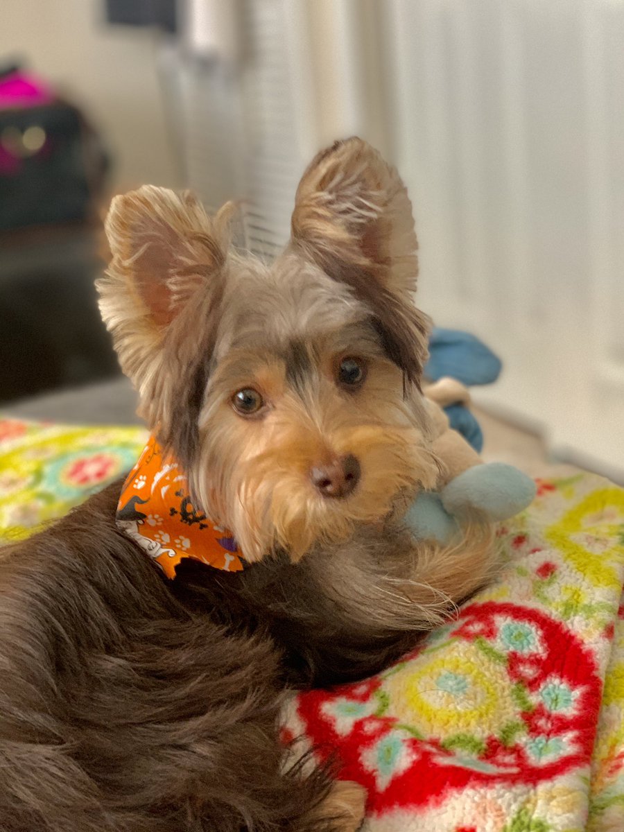 SalvadorsMagic's tweet photo. We’re on a #roadtrip 🐶 Of course my little #bluebear 🧸 had to come along! #ChocolateYorkie #MagicSalvador #Yorkie #yorkielife #puppylife #grateful #yorkies #yorkies_corner #yorkiesoftwitter #yorkshireterrier https://t.co/FtPcfY2qXU