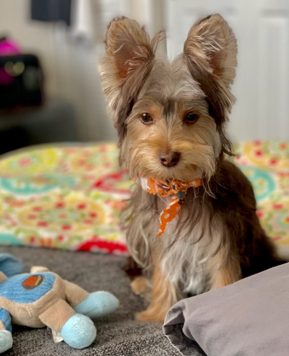 SalvadorsMagic's tweet photo. We’re on a #roadtrip 🐶 Of course my little #bluebear 🧸 had to come along! #ChocolateYorkie #MagicSalvador #Yorkie #yorkielife #puppylife #grateful #yorkies #yorkies_corner #yorkiesoftwitter #yorkshireterrier https://t.co/FtPcfY2qXU