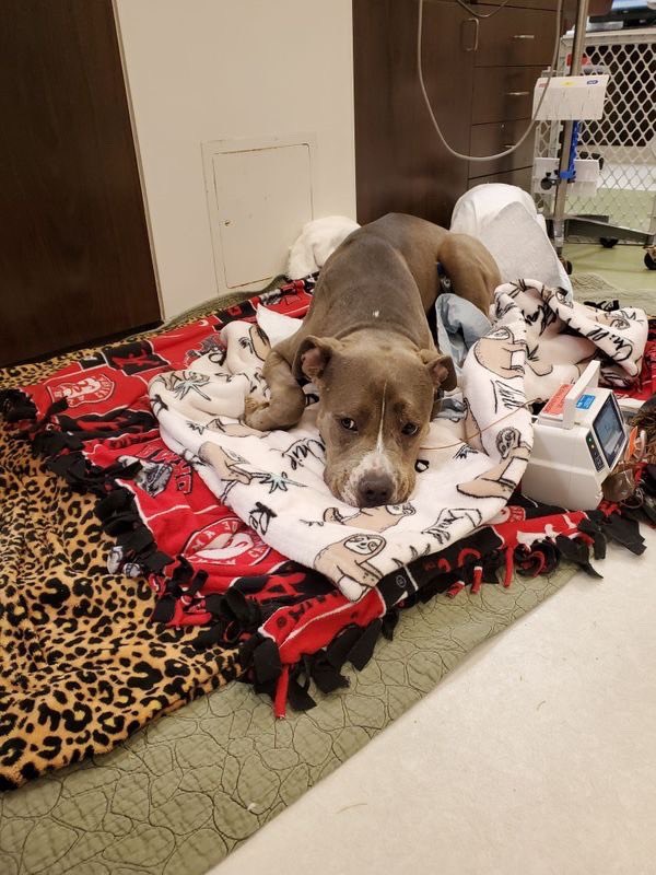 This is Chico. He was hit by a car and paralyzed earlier this week. After a successful surgery yesterday to repair fractured vertebrae, he was able to wiggle all his toes. He has a long road to a full recovery, but you can help him get there below. 13/10

gofundme.com/f/kks3vh-chico…