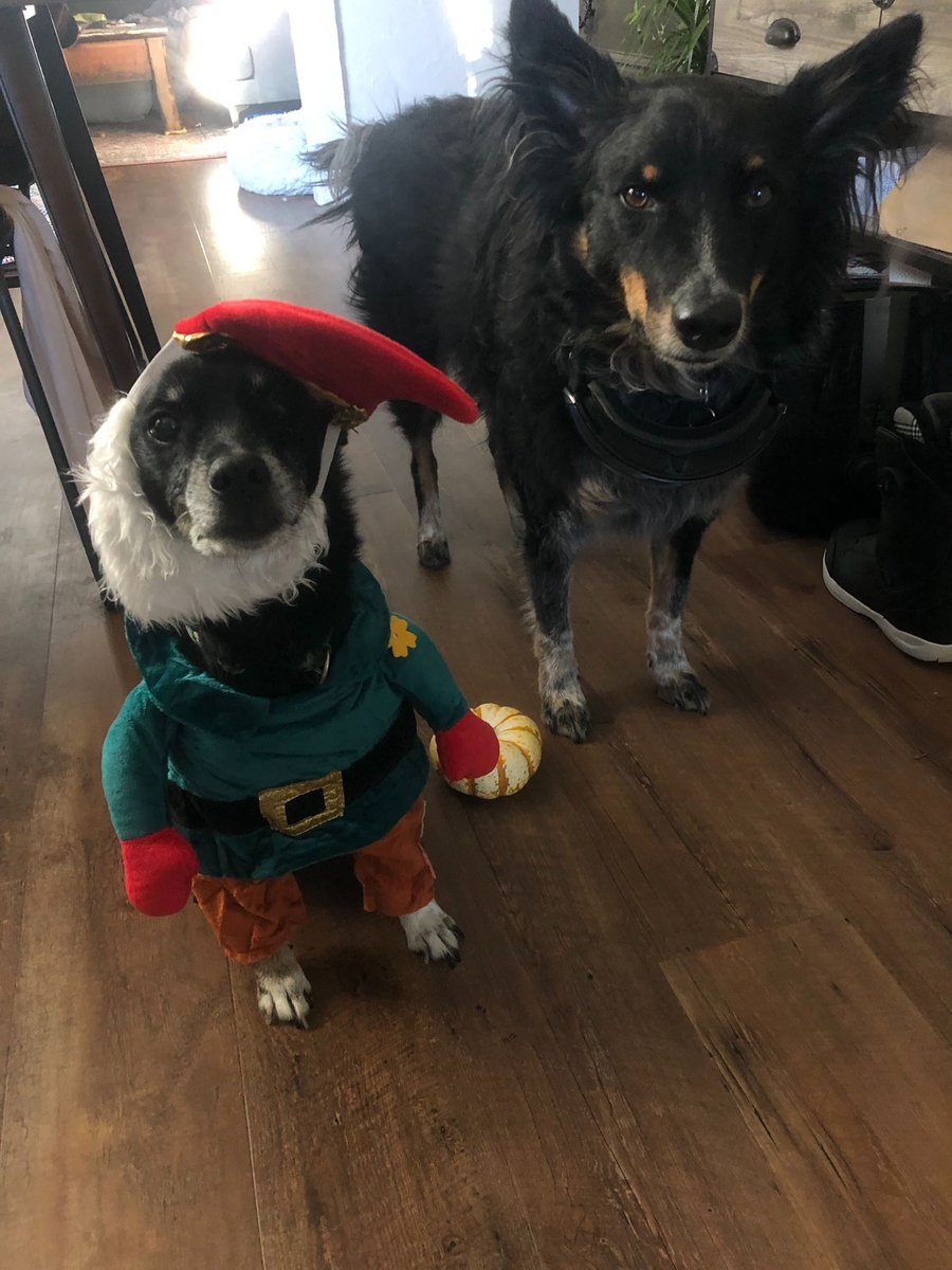 PrecisionSample's tweet photo. Happy #FurryFriendFriday Halloween edition!

Thanks to our team for all the fantastic submissions of their dogs in some outstanding costumes! Looks like we're all ready for a fun-filled weekend.

Reply with a pic of your Furry Friends to be featured on a future #FurryFriendFriday https://t.co/rmUWY95IJv