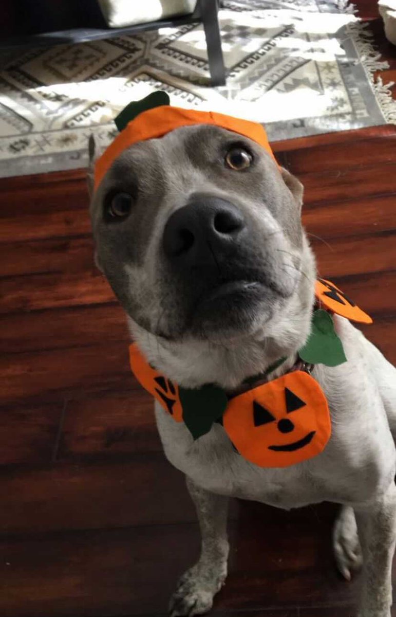 PrecisionSample's tweet photo. Happy #FurryFriendFriday Halloween edition!

Thanks to our team for all the fantastic submissions of their dogs in some outstanding costumes! Looks like we're all ready for a fun-filled weekend.

Reply with a pic of your Furry Friends to be featured on a future #FurryFriendFriday https://t.co/rmUWY95IJv