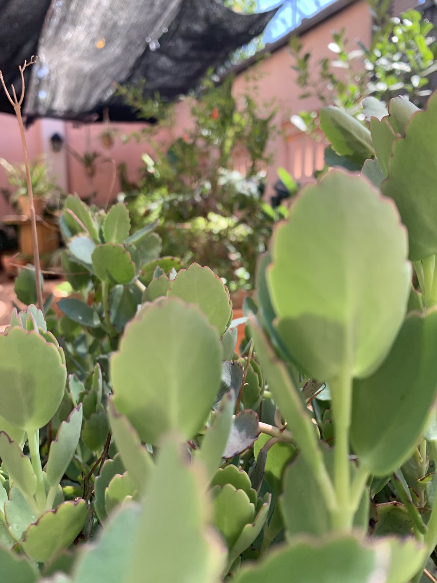 calferso's tweet photo. Hay feria! Otra vez 😉✌🏼 🌱🍃🌴

Plantas, plantitas, plantotas, 
Ya todas armadas y cuidadas en su propia maceta. 🦜

👇🏼📺👀
https://t.co/yZ4gQR3hYL https://t.co/3zh0jTkQWw