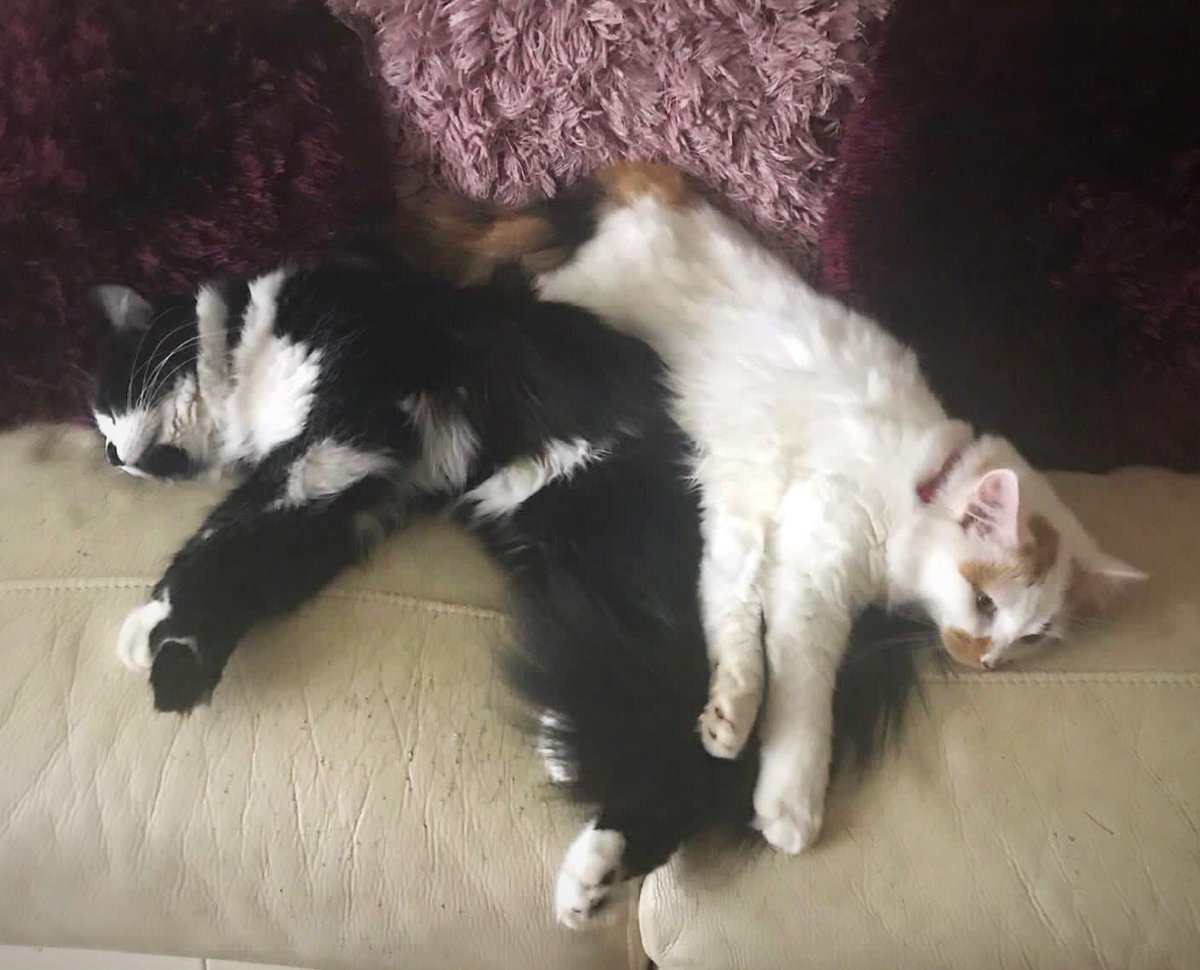 A relaxing Friday night with these two. #CatsOfTwitter #cats