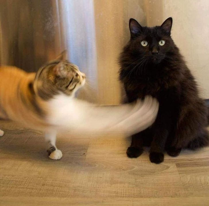 Zhurmavik's tweet photo. Watch out! He gonna punch you!! https://t.co/XUMUHf0KFc