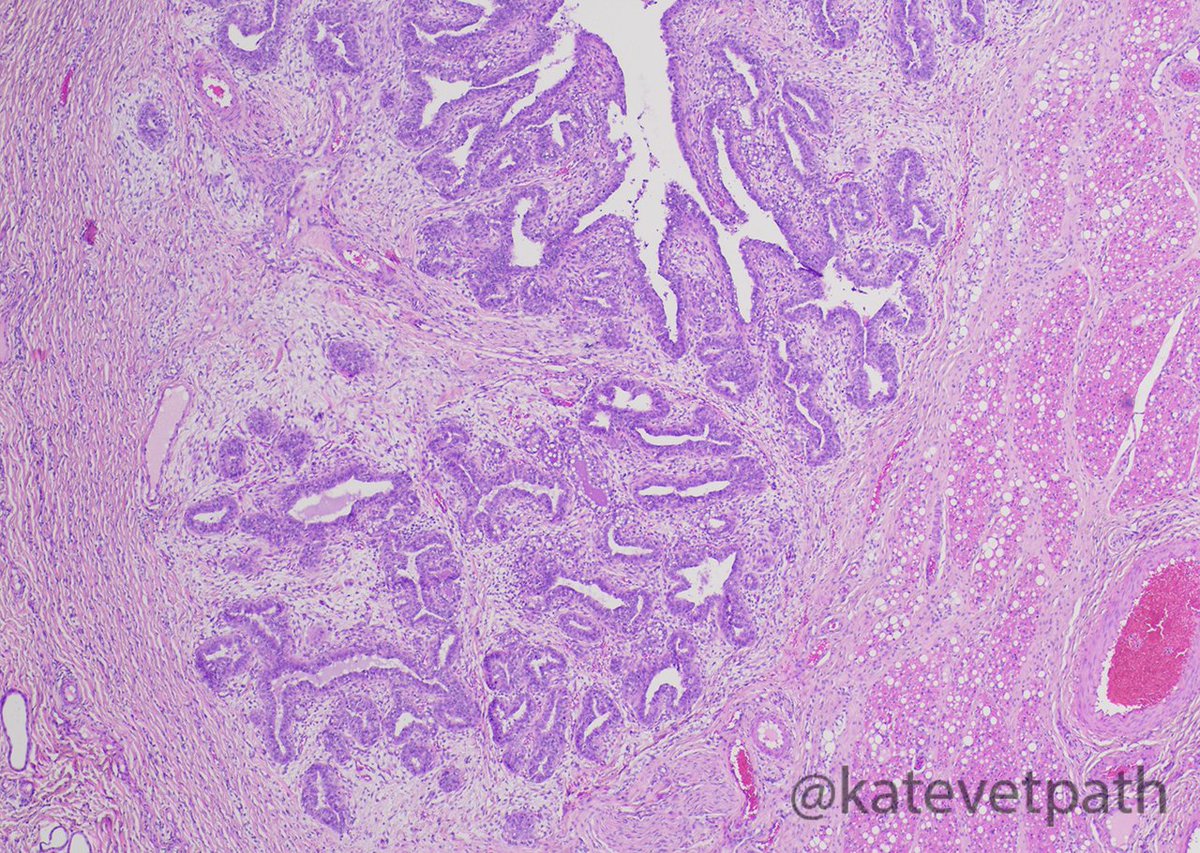 katevetpath's tweet photo. Really proud of our poster contributions to #ACVPVirtual2020: poster N-16 explores the microenvironment of the lamb mammary gland, so check it out if you are interested in immune cells &/or mammary gland biology. Great work from former @CamVetSchool student Dr Dorottya Nagy! https://t.co/FbDfWZlpGx