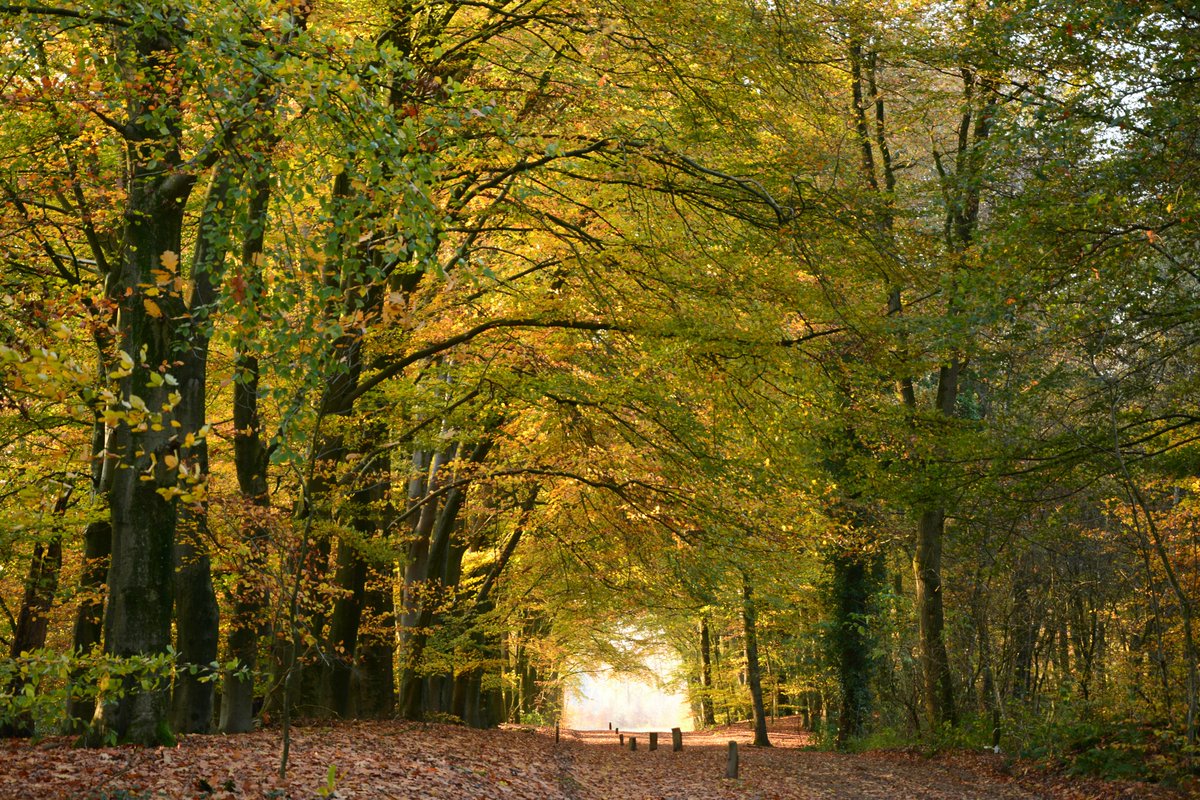 TruusWijnen's tweet photo. Wandeltip - Het Springendal  13 km
Fraaie herfstwandeling met start in Nutter. Door het bekende bronnengebied vh Springendal; een vd mooiste natuurgebieden van ons land. Ook ga je ‘over’n poal'.
Langs de Poasche-, Krösen- en Lönsberg
Info/route: https://t.co/tKSxykfdEC
#wanelen https://t.co/OGzmycOTvk