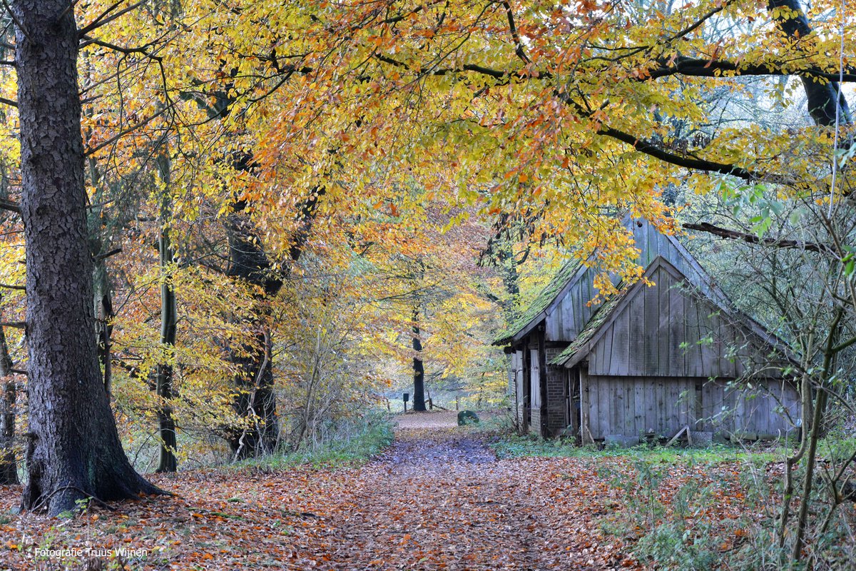 TruusWijnen's tweet photo. Wandeltip - Het Springendal  13 km
Fraaie herfstwandeling met start in Nutter. Door het bekende bronnengebied vh Springendal; een vd mooiste natuurgebieden van ons land. Ook ga je ‘over’n poal'.
Langs de Poasche-, Krösen- en Lönsberg
Info/route: https://t.co/tKSxykfdEC
#wanelen https://t.co/OGzmycOTvk