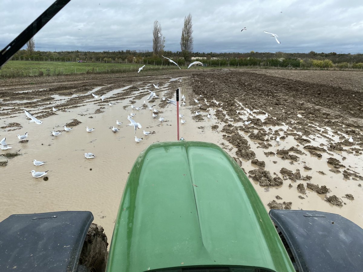 Don’t rate my chances very high of getting this potato ground planted with wheat in 2020.