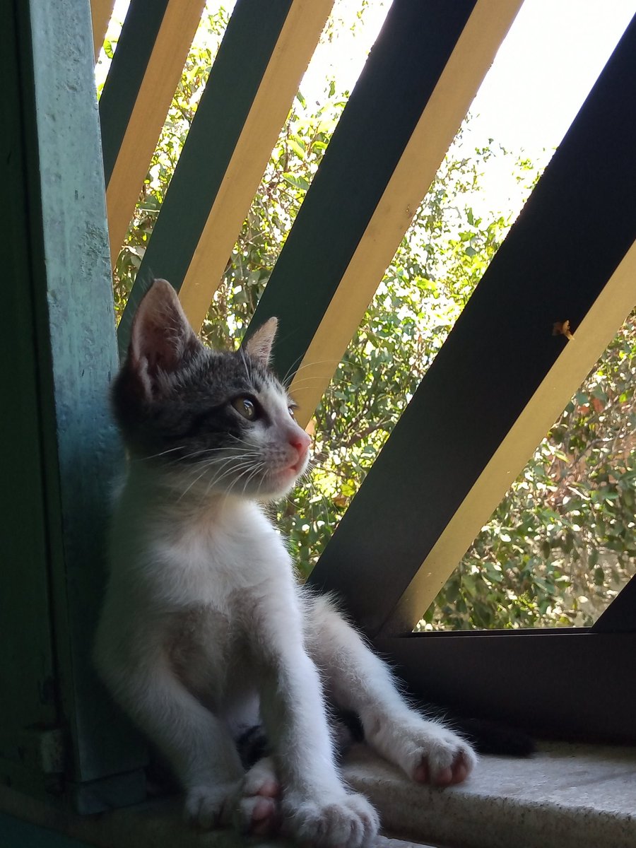 PinheiroThaise's tweet photo. Classifique seu Pet
Raça: não sei, catei da feira
Nome: Simba
Beleza:10/10
Inteligência: 2/10
Raiva: 7/10
Já mordeu alguém : já 
Gosta de passear : ainda de moto com papai todo fim de tarde 
Apelido : xanin
Defeitos : fugiu não sei cadê, se o virem me avise por favor kkkkk https://t.co/3RxqWM5wuW