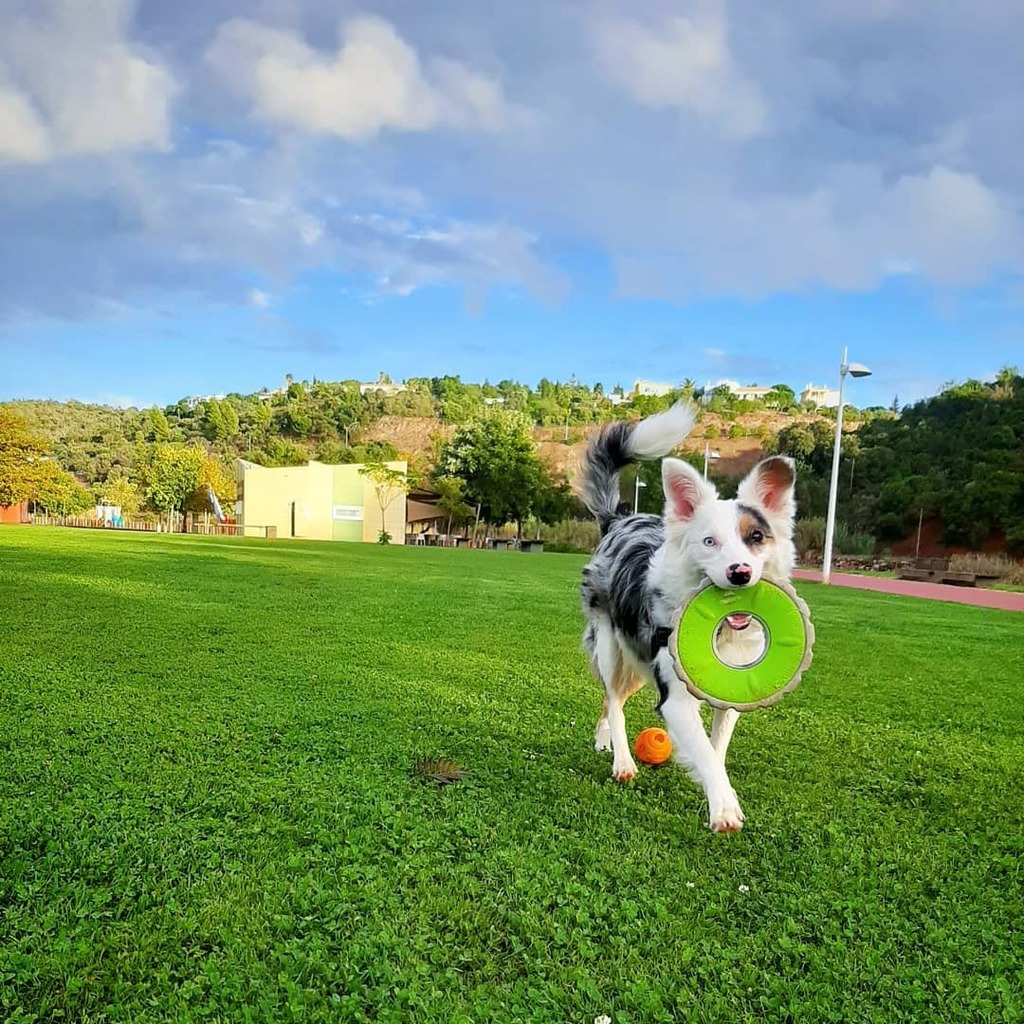 hermyblake's tweet photo. ☘🥏🏉
#dog #doggo #dogslife #dogstagram #dogsofinstagram #frisbee #dogfrisbee #outside #bordercollie #bordercolliesofinstagram #bluemerle #bluemerlebordercollie https://t.co/bvqLeH3xQC https://t.co/rCxcUpW22g