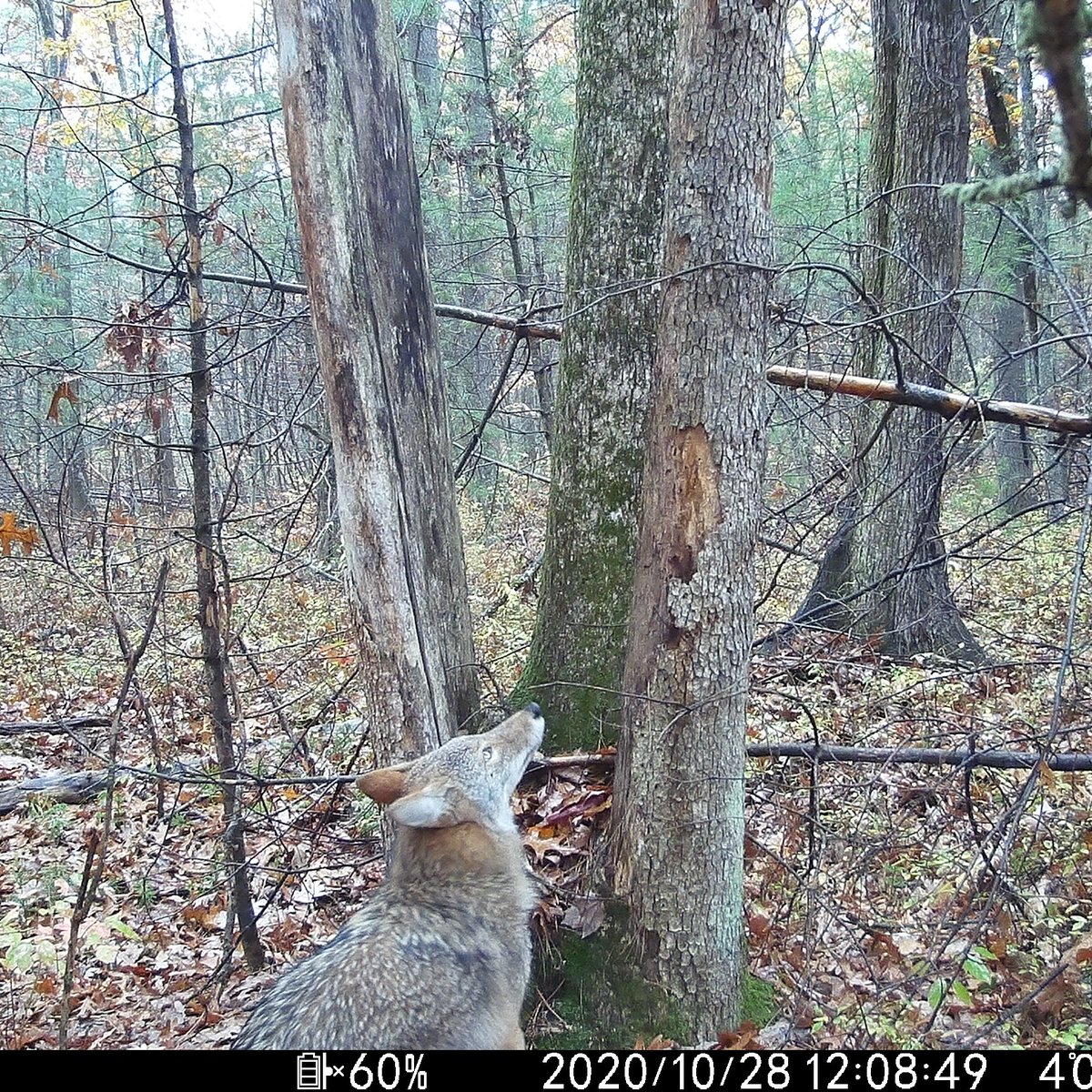 Boxborough Conservation Trust tweet media