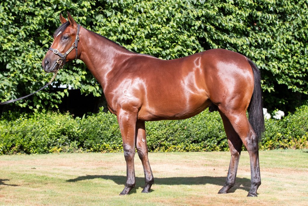 Delighted to see this good looking son of Vancouver winning at the valley. Captain Canuck, all time fav yearling .Well done to all connections <a href="/cmaherracing/">Ciaron Maher Racing</a>.<a href="/KarakaChat/">New Zealand Bloodstock</a>.<a href="/CoolmoreAus/">Coolmore Australia</a>