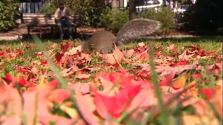 Chronicle5's tweet photo. If you need a foliage fix (when the snow melts) you don't need to travel to northern New England. "The center of Boston is one of the last places to turn in the fall." Fall Fun! 7:30 @anthonyeverett @shaynatv5 @DCPinzon #wcvb https://t.co/0fDx1Iemvz