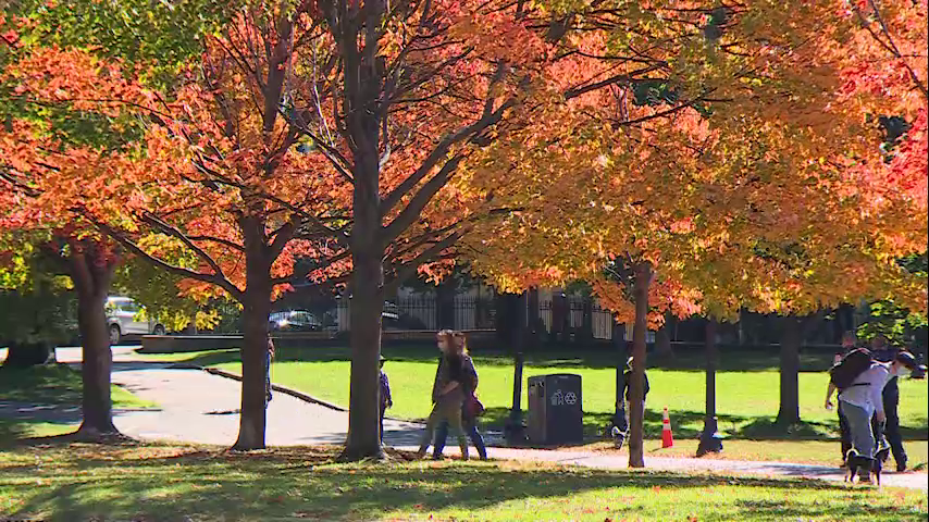 Chronicle5's tweet photo. If you need a foliage fix (when the snow melts) you don't need to travel to northern New England. "The center of Boston is one of the last places to turn in the fall." Fall Fun! 7:30 @anthonyeverett @shaynatv5 @DCPinzon #wcvb https://t.co/0fDx1Iemvz
