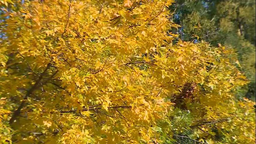 Chronicle5's tweet photo. If you need a foliage fix (when the snow melts) you don't need to travel to northern New England. "The center of Boston is one of the last places to turn in the fall." Fall Fun! 7:30 @anthonyeverett @shaynatv5 @DCPinzon #wcvb https://t.co/0fDx1Iemvz