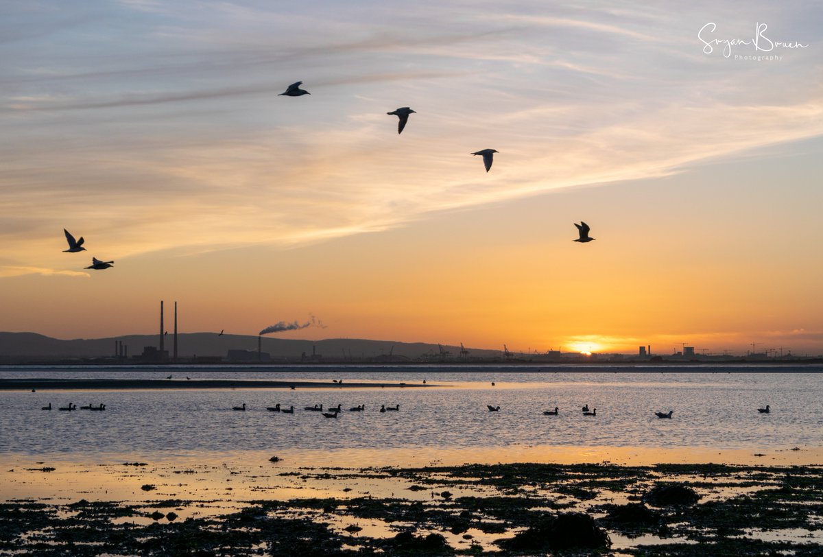 sryanbruenphoto's tweet photo. Beautiful evening to spread those wings before the storm.
#sunset #dublin #sutton #suttonstrand @StormHour @LovinDublin https://t.co/HmEhjgiqtM