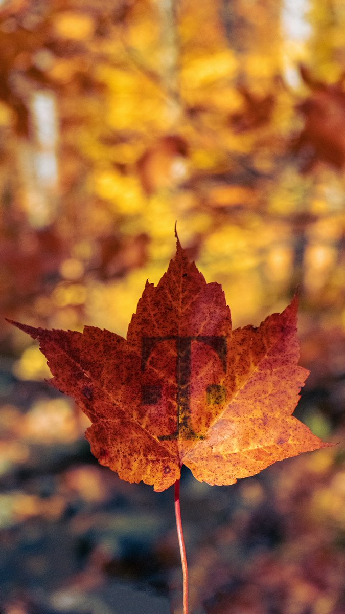 TMobile's tweet photo. Fresh fall wallpapers, anyone? 📱 https://t.co/YV8sEag8sH