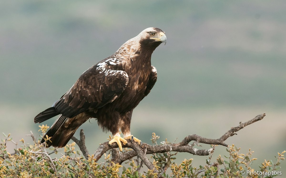 Resumen de la tendencia de la población de águila imperial ibérica ilustrada por una guía fotográfica de sus diferentes plumajes:
spainbirds.com/blog/articulo/… #spainbirds 

Update info about population of Spanish Imperial Eagles: 
spainbirds.com/en/blog/post/T…
