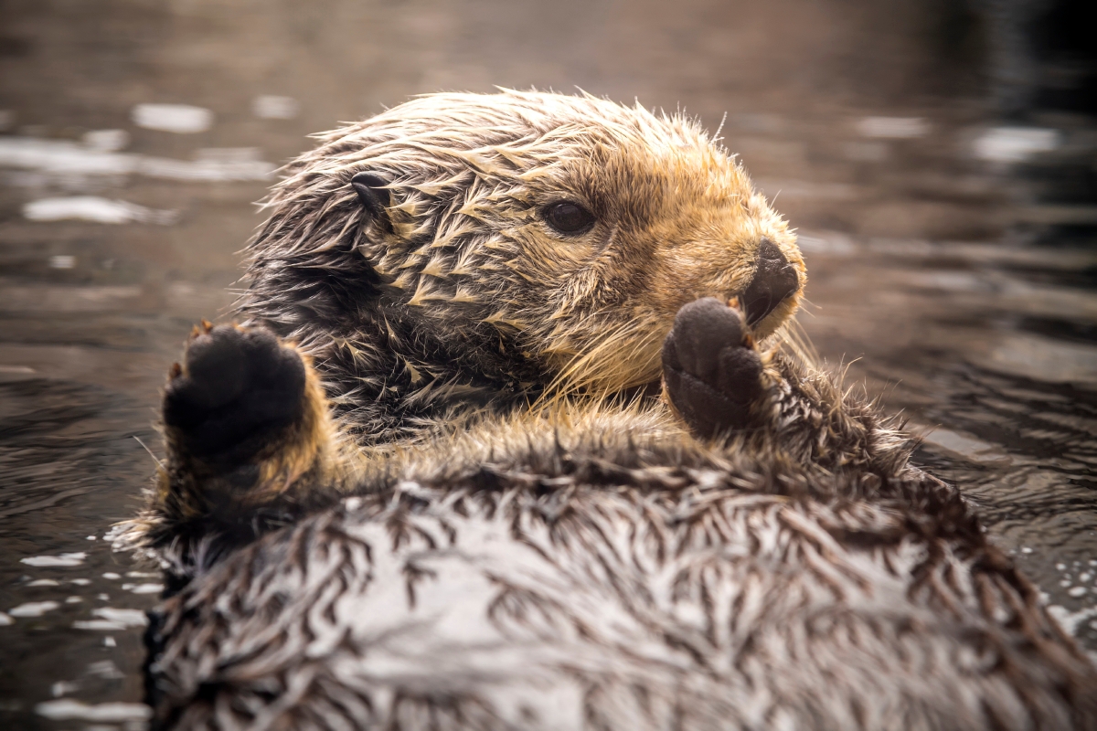 MontereyAq's tweet image. Paws up if you voted already! 🐾