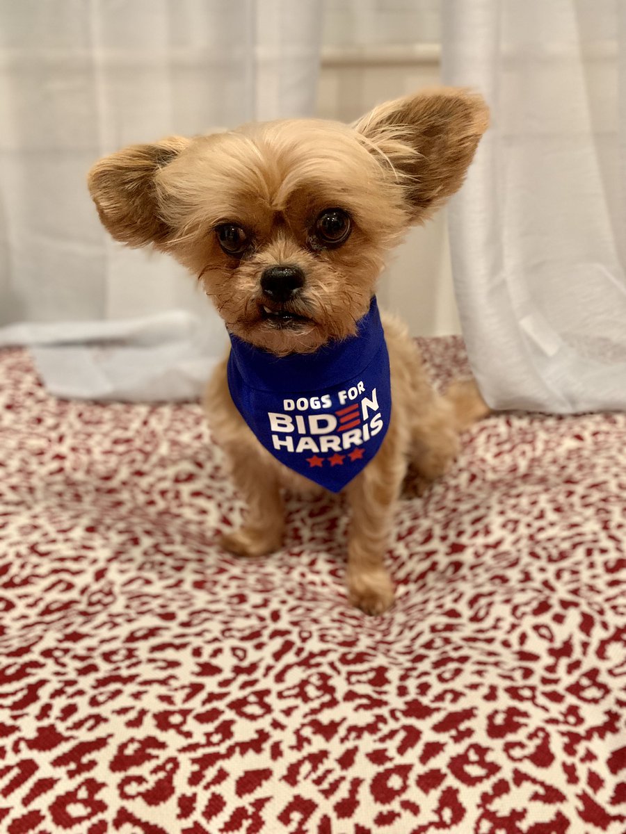 abella1977's tweet photo. Get it done !🗳 #voteamericaselfie #dogsforbiden @ProjectLincoln @JoeBiden https://t.co/ZXs57zvDsJ