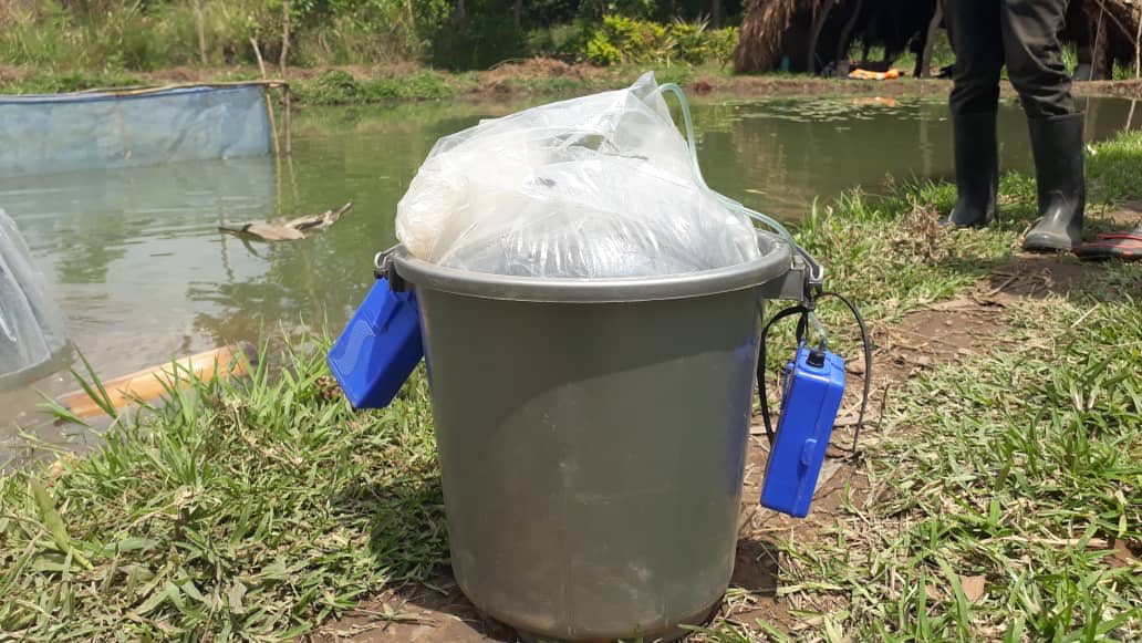 NetsayiMudege's tweet photo. Portable aerators important for smallholder farmers #zambia to transport broodstock and fingerlings #aquaculture. @worldfish working with hatchery operators and Department of Fisheries to bring seed closer to farmers @Tabitha43654091 @LMuzungaire @mercysichone3 @MutakelaMutake1 https://t.co/IRrMsH2eFB