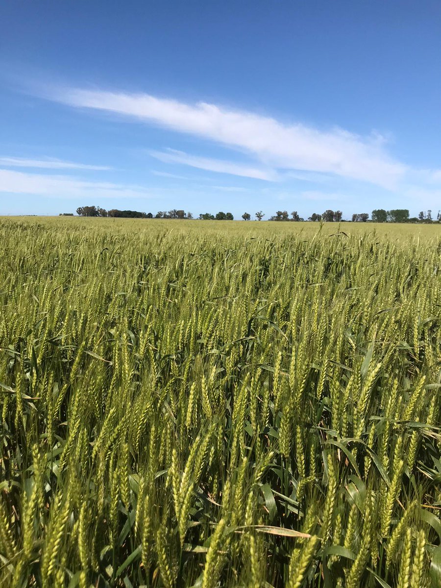 DiegoRivero08's tweet photo. Lindo cultivo, Guayabo, cliente Oliver, Concordia.
FS 15/05. @adp_uruguay #geneticaADP https://t.co/oxZa69RB7g