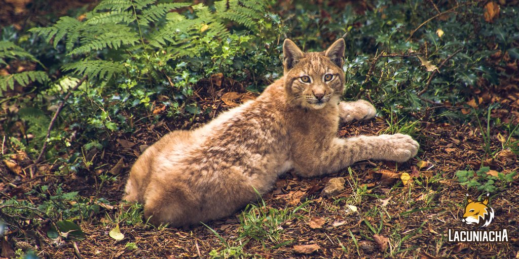 Bubal, el jovencito #linceboreal😺, ¡ya no es un bebé! Ha dejado la infancia atrás para convertirse en un apuesto adolescente❤.

¿Todavía no lo conoces? ¿Qué te parece acercarte este fin de semana a verlo?

Disfruta del #otoño en #Lacuniacha, ¡está tan bonita!🍂🍁

#pirineos