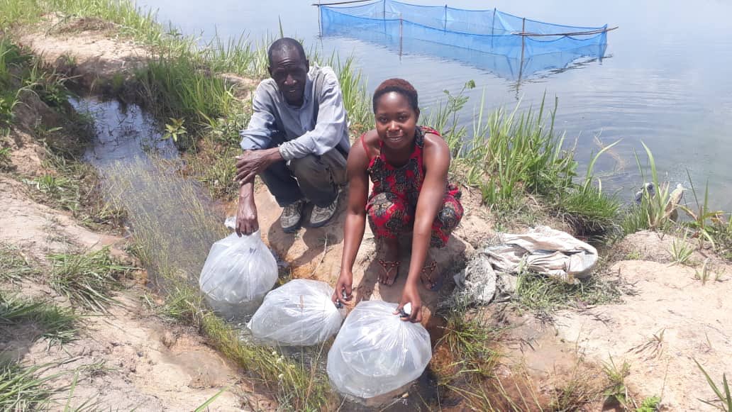 NetsayiMudege's tweet photo. Women are the backbone of the #aquaculture sector in #Zambia. Female farmer hatchery operator receiving broodstock in Mporokoso district in Zambia. #gendermatters @FISH_CGIAR @CGIARgender @WorldFishCenter https://t.co/r5URWBbM6T