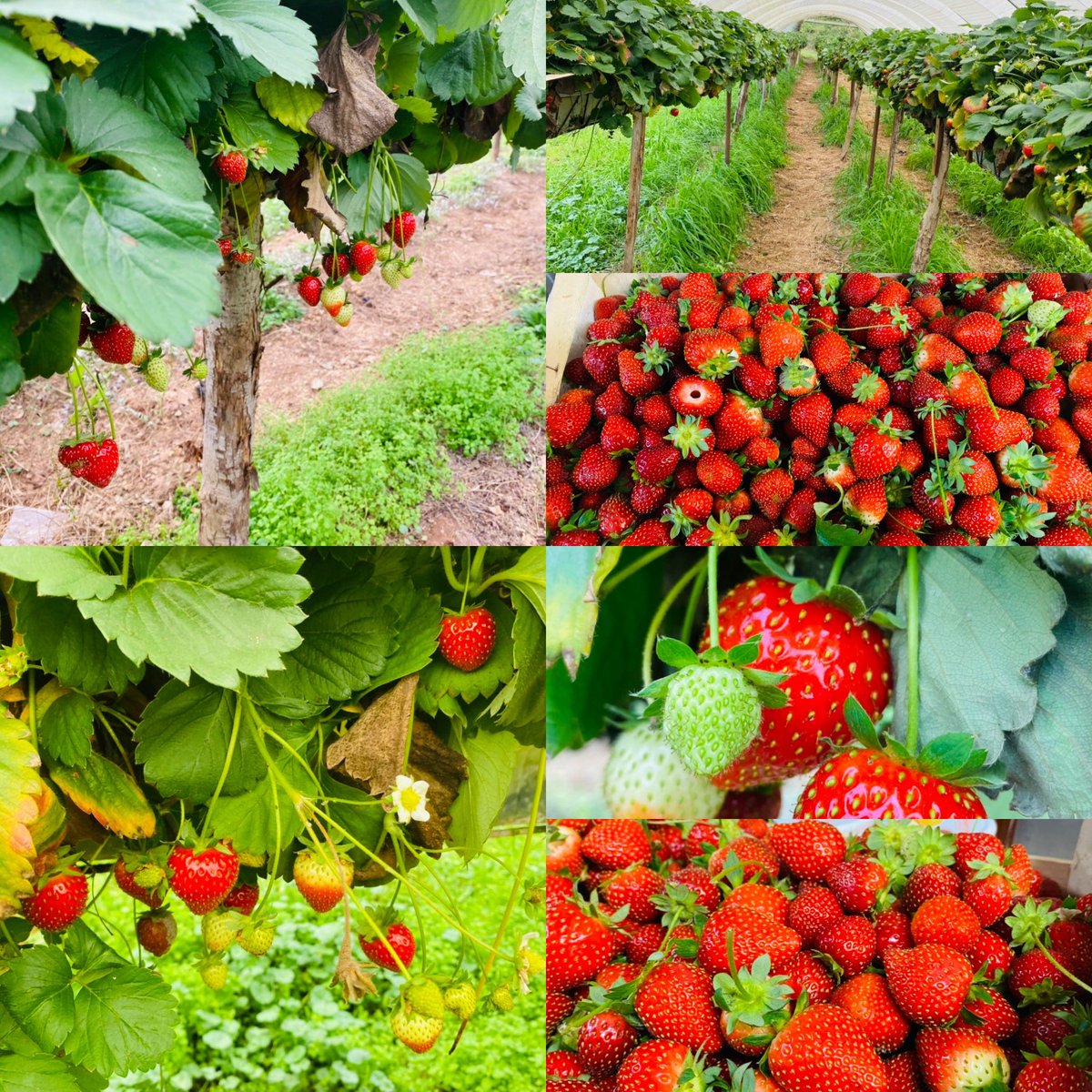 This is our second year picking strawberries to make strawberry cakes, jam and other delicious desserts. We have received excellent reviews about our strawberries grown in a small town called Nabirat. 10 minutes away from our Bed &amp; Breakfast in Carsac-Aillac. @ Le Domaine Lacoste