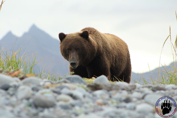 AKBearTweet's tweet photo. Boo! Halloween is almost here, did Barry scare you? He hopes not, and wishes everyone a safe Halloween! #alaskabearadventures #barrythebear #halloween https://t.co/Z1dRiWPChf