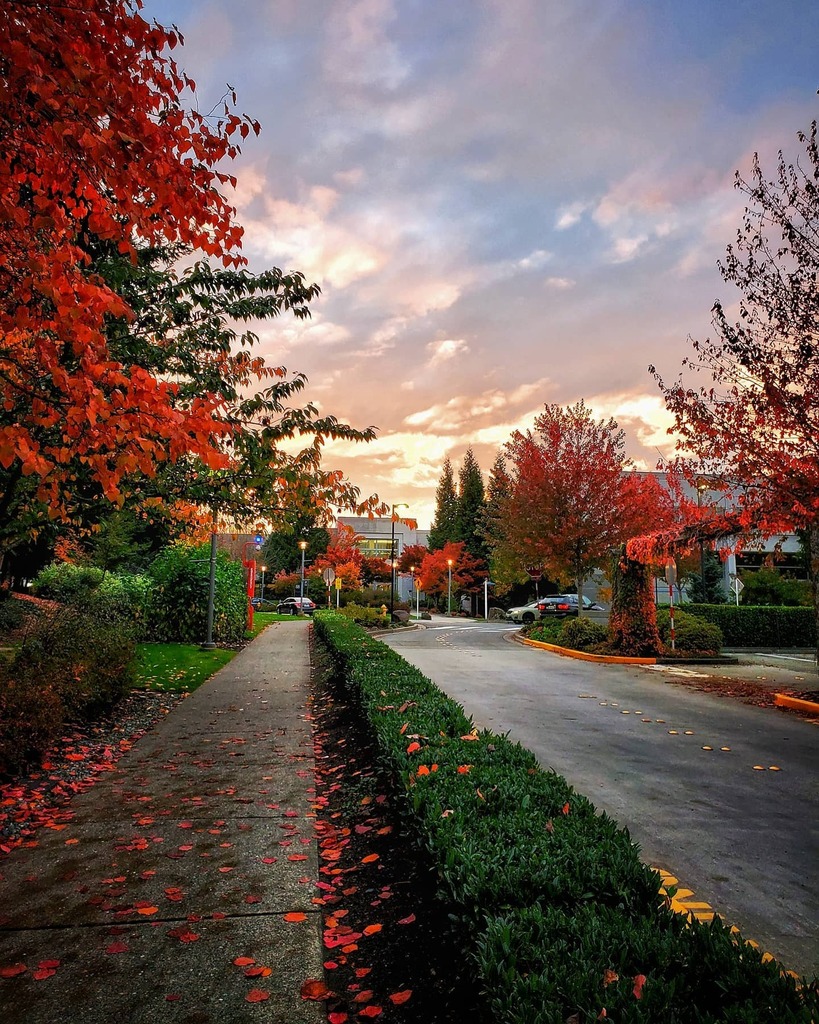 ocelopan's tweet photo. Red Autumn
Taken October 2019
.
.
.
.
#OnePicPerDay #PicOfTheDay #Redmond #WashingtonState #MicrosoftCampus #flashesofdelight #unlimitedcities #travelog #theglobewanderer #Note10PlusPhotography #aYearAgo #TakenOctober2019 https://t.co/5YxImNbs9n https://t.co/Ug5Is3LlHM